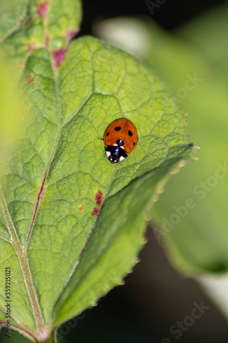 Cute little ladybug with red wings and black dotted hunting for plant louses as biological pest control for organic farming with natural enemies reduces agriculture pesticides and talisman of luck © sunakri