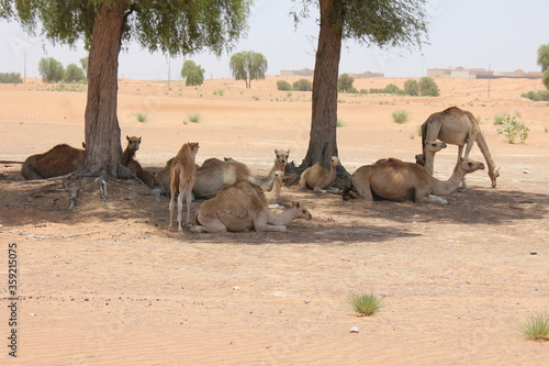 A herd of domesticated Arabian camels (single hump) takes shelter from the hot sun under native desert trees in Dubai, United Arab Emirates.