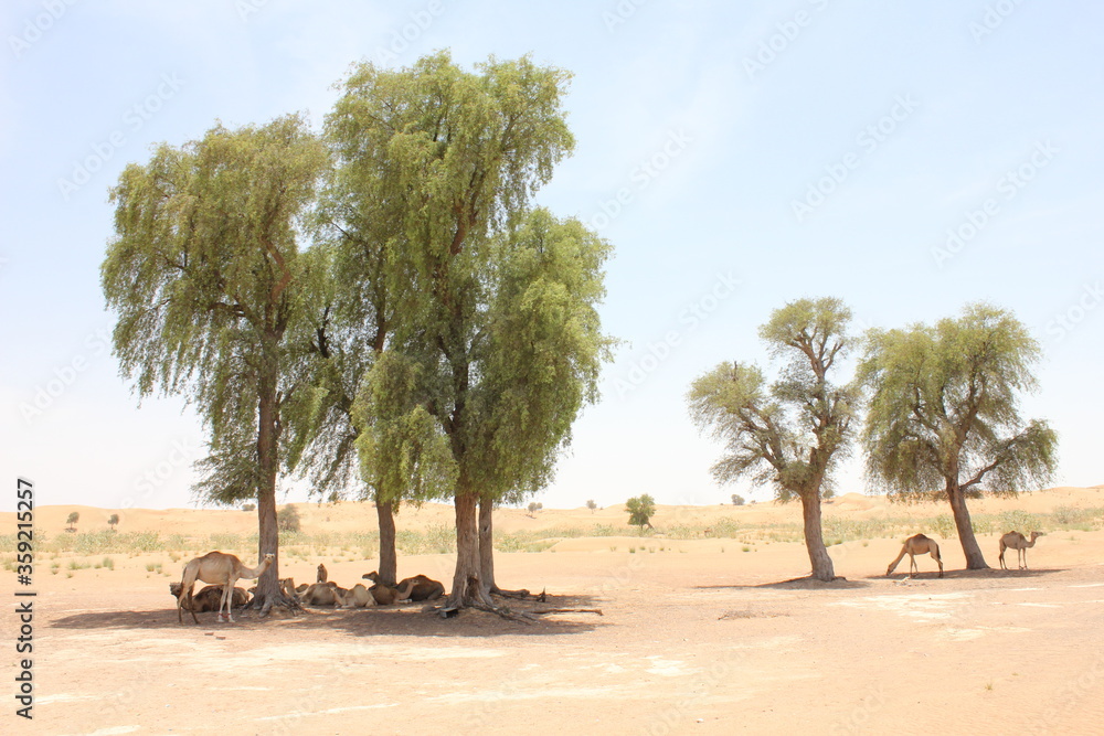 Fototapeta premium Drought-resistant evergreen 'Ghaf' trees (Prosopis cineraria) in desert sand dunes in Sharjah, United Arab Emirates. These are the only trees that can survive the harsh arid desert conditions. 