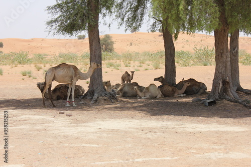 A herd of domesticated Arabian camels (single hump) takes shelter from the hot sun under native desert trees in Dubai, United Arab Emirates.
