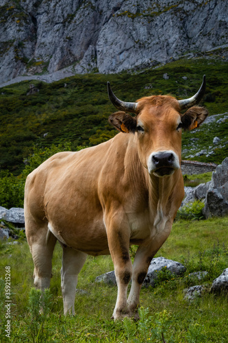 Una vaca posa frente a la c  mara en las monta  as de Asturias.