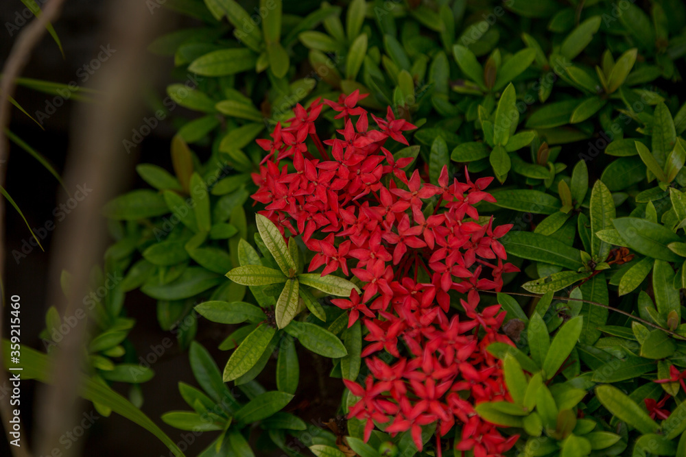 flowers thailand flowers thailand
