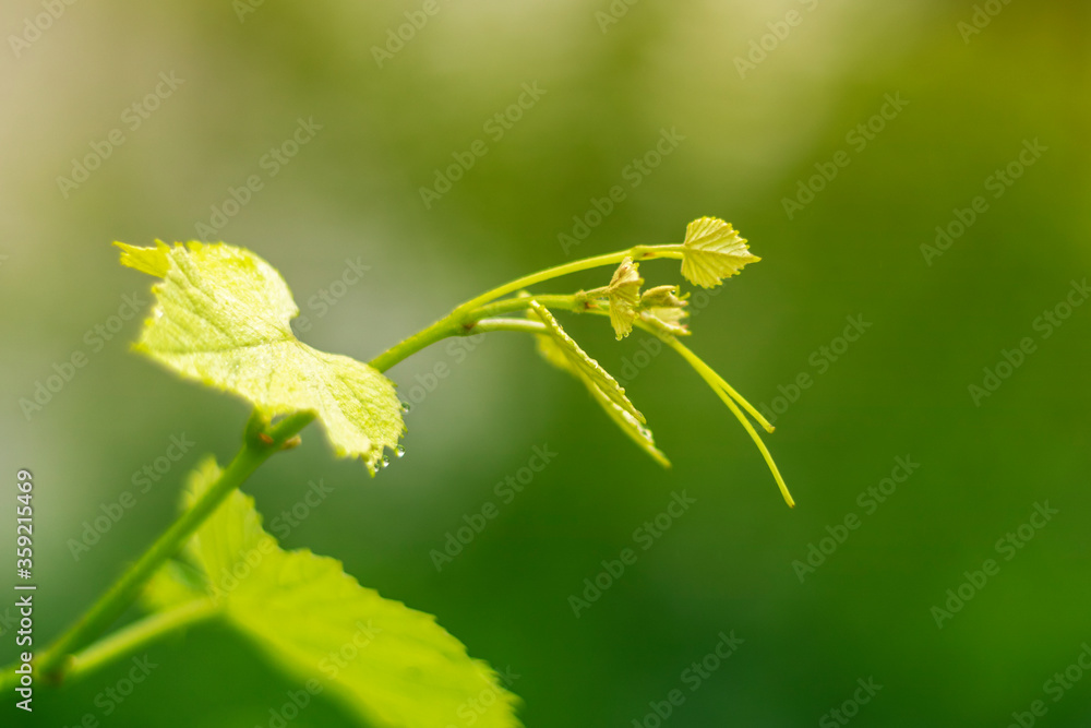 Young green grape leaves on vine trunk. Selective focus, blurred background. Young green grape leaves on vine trunk. Selective focus, blurred background.