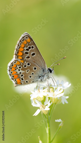 Brown Argus Butterfly on a small wild meadow flower. Selective focus with blurred green background. Beautiful summer meadow, inspiration nature. Cool smartphone wallpaper.