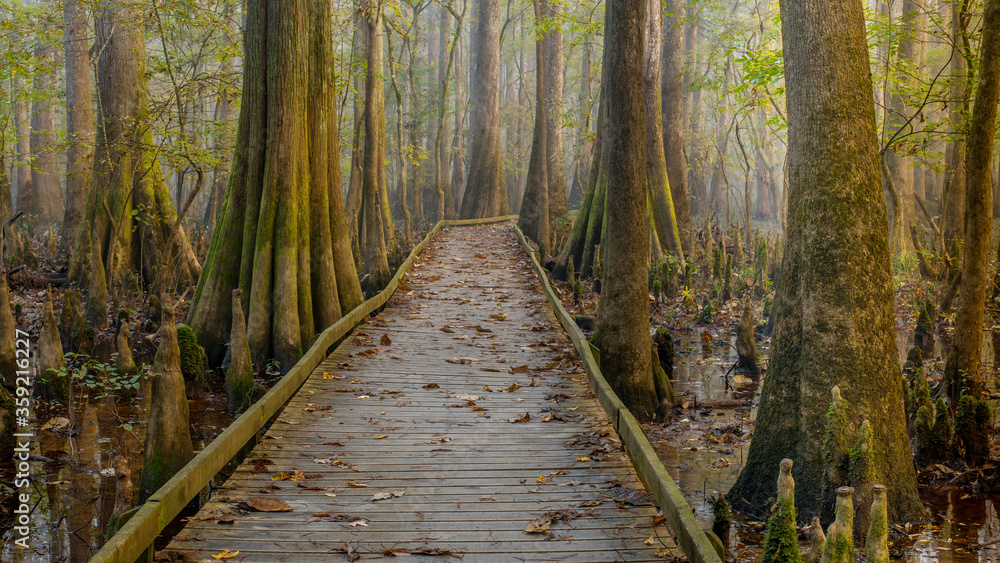 Obraz premium Congaree National Park in South Carolina