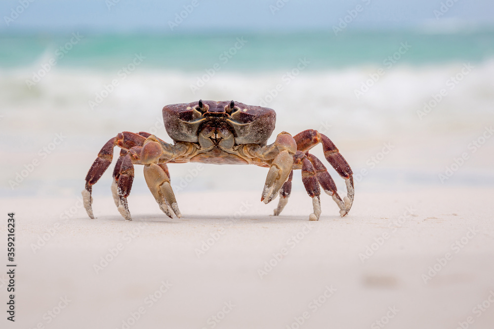 Crab on the tropical island