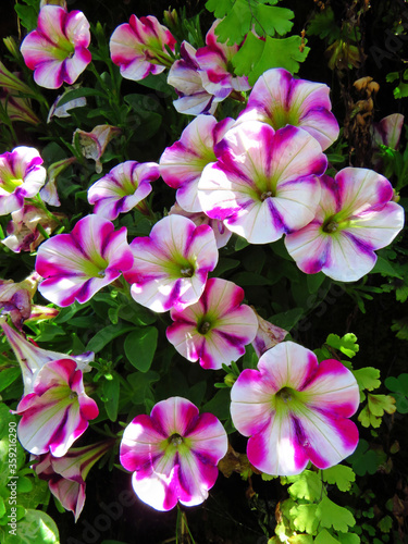 Background of bright petunia flowers. Close up of fuchsia and white flowers in natural green garden.