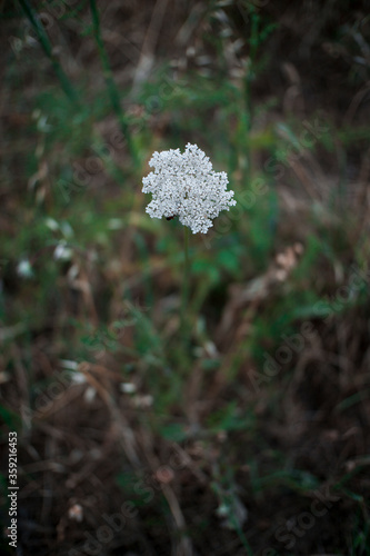 flor blanca aislada con bokeh en el campo