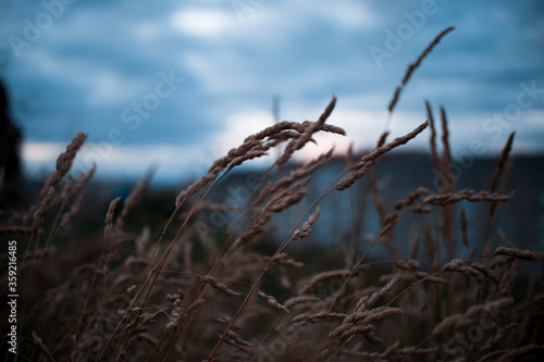 trigo con bokeh y viento
