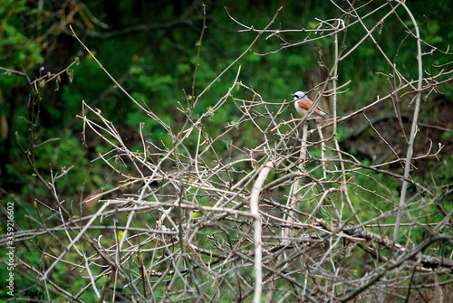 Little bird shrike-julan male sits on a bush