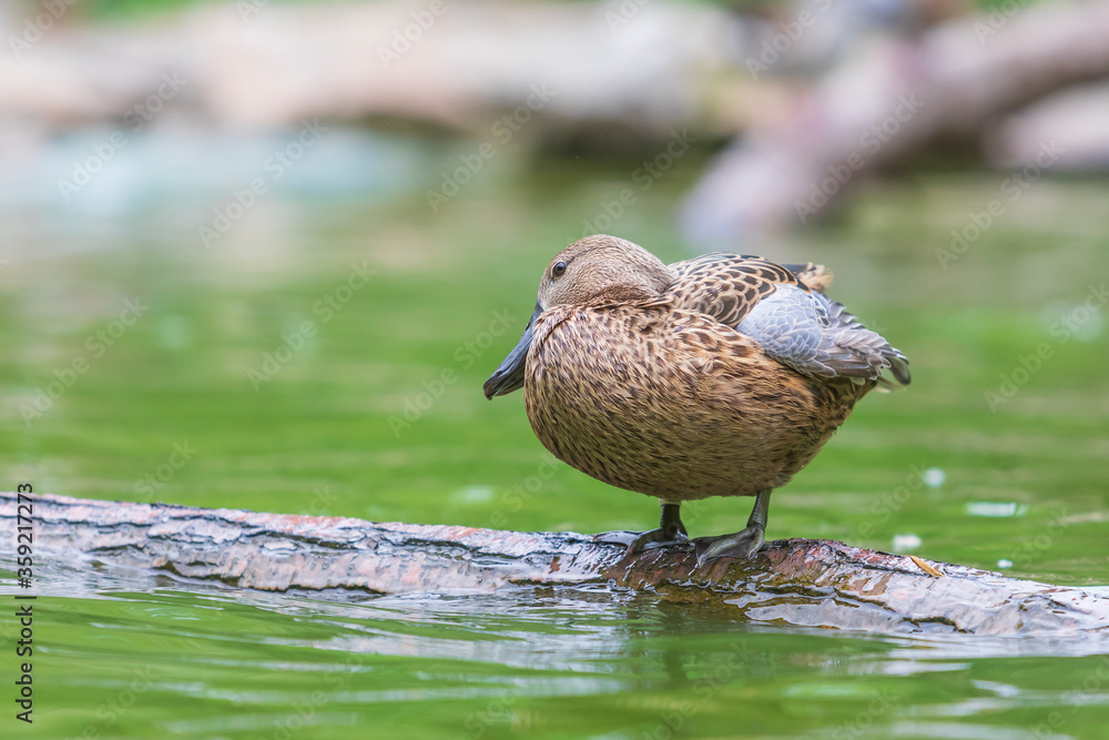 Fototapeta premium The duck stands on a wooden log that leads just above the water.