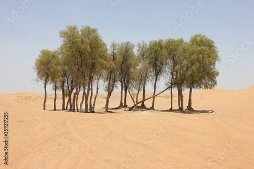 Drought-resistant evergreen 'Ghaf' trees (Prosopis cineraria) in desert sand dunes in Sharjah, United Arab Emirates. These are the only trees that can survive the harsh arid desert conditions. 