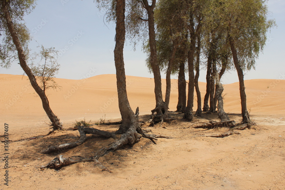 Droughtresistant evergreen 'Ghaf' trees (Prosopis cineraria) in desert
