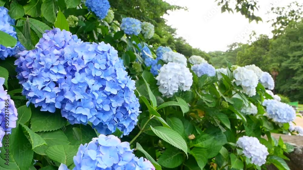 日本のアジサイ。花と葉とボケ。