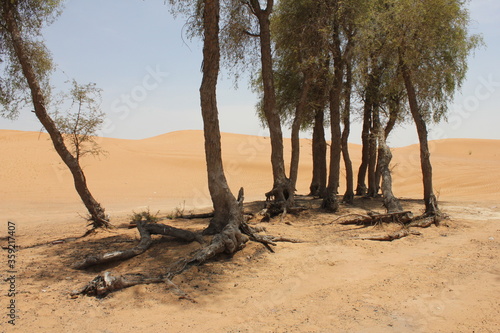 Drought-resistant evergreen  Ghaf  trees  Prosopis cineraria  in desert sand dunes in Sharjah  United Arab Emirates. These are the only trees that can survive the harsh arid desert conditions. 