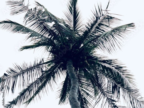 Silhouette of coconut tree isolated