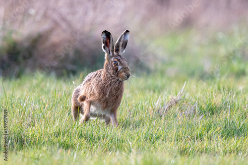 European brown hare (Lepus europaeus) in a sunlight spring field