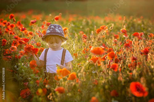 Schilderij op canvas Beautiful toddler boy, child gathering poppies on sunset
