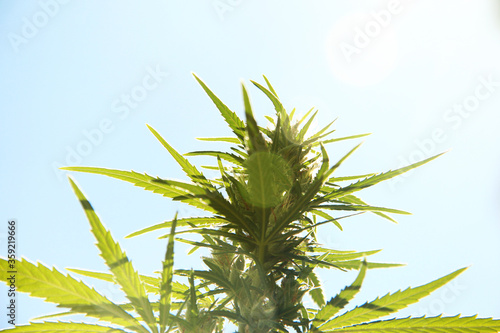 green buds with elongated cannabis plant leaves