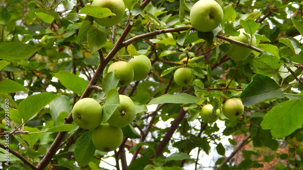 ripening apples on apple tree branches
ripening apples on apple tree branches