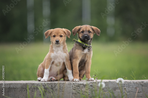 mix dog puppies