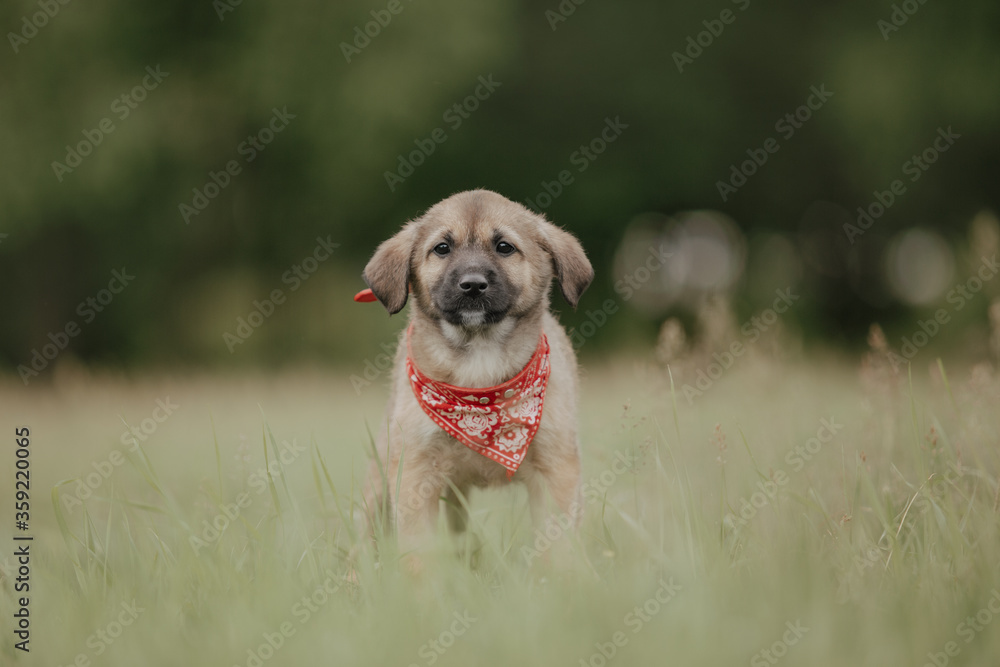 mix dog puppy mix dog puppy