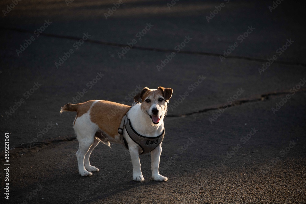 A jack Russell Terrier roaming around the yard.