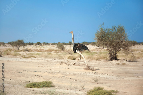 Male common ostrich running through desert plain with dust clouds on the sunny day in Afar region, Danakil Depression, Northern Ethiopia photo