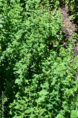 KRäutergarten, ORegano photo