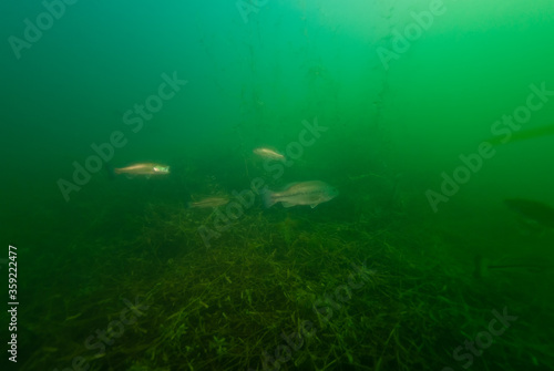 Smallmouth Bass swimming in Crandell Lake photo