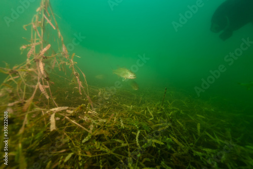 Smallmouth Bass swimming in Crandell Lake