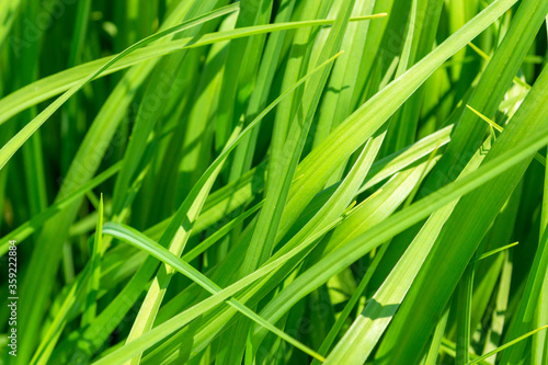 background of fresh thick green grass