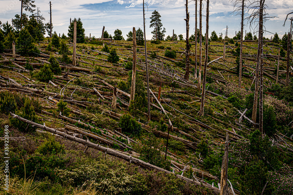 Obraz premium This is a view from FR 300 on the Mogollon Rim in Arizona. The Rim was devastated by the 1990 forest fire, and dead standing and fallen trees are seen.