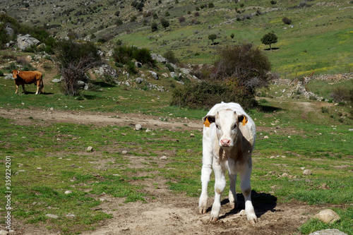 Cow in Spanish mountain landscape in the area between Toledo and Avila, Spain
 photo