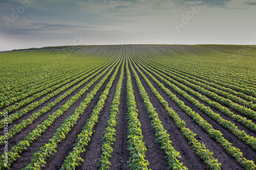 Soybean field in early summer