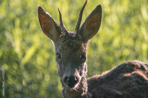 Fototapeta Naklejka Na Ścianę i Meble -  Koziołek sarny już nie śpi