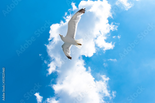 Seagull flying in clear sky at summer day. seagull flying among the clouds