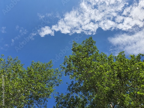 blue sky with light clouds above the tree  view countryside