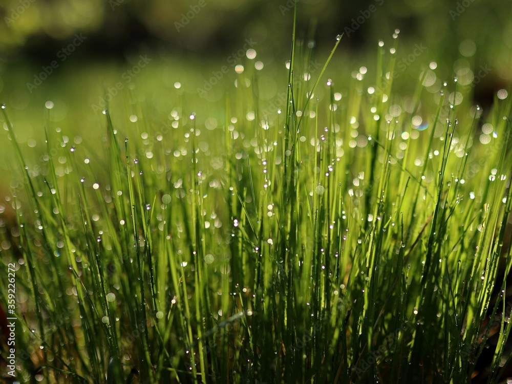 Obraz premium dew on grass