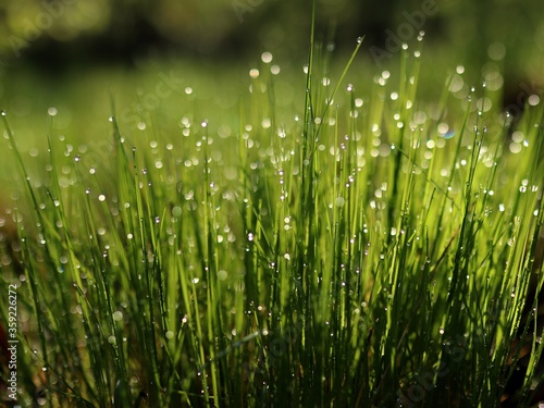 dew on grass © Renata