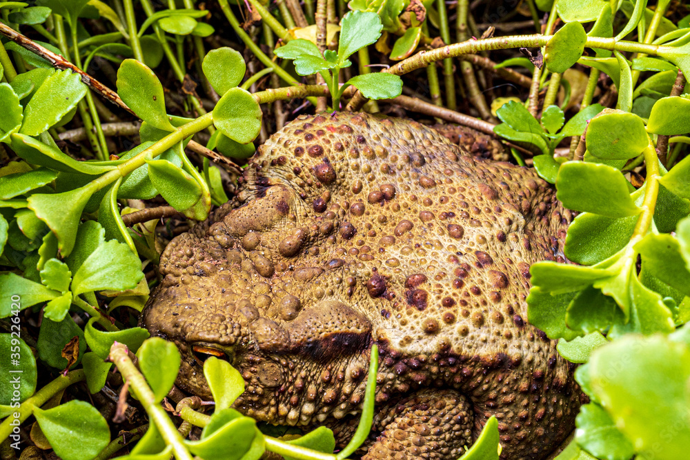 Twilight-active earth toad sneaks outside its hiding place in foraging in the twilight Twilight-active earth toad sneaks outside its hiding place in foraging in the twilight