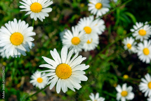 white daisies on a green blurred background