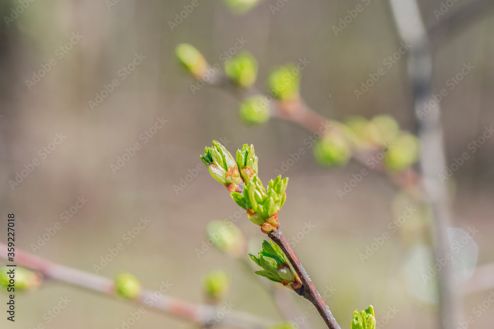 Green spring buds on a tree branch. Young fresh green leaves Green spring buds on a tree branch. Young fresh green leaves