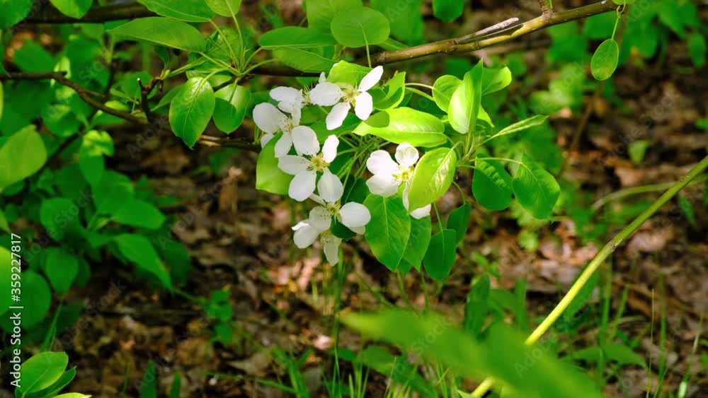 Branch with white flowers of a blooming Apple tree sways in wind. Branch with white flowers of a blooming Apple tree sways in wind.