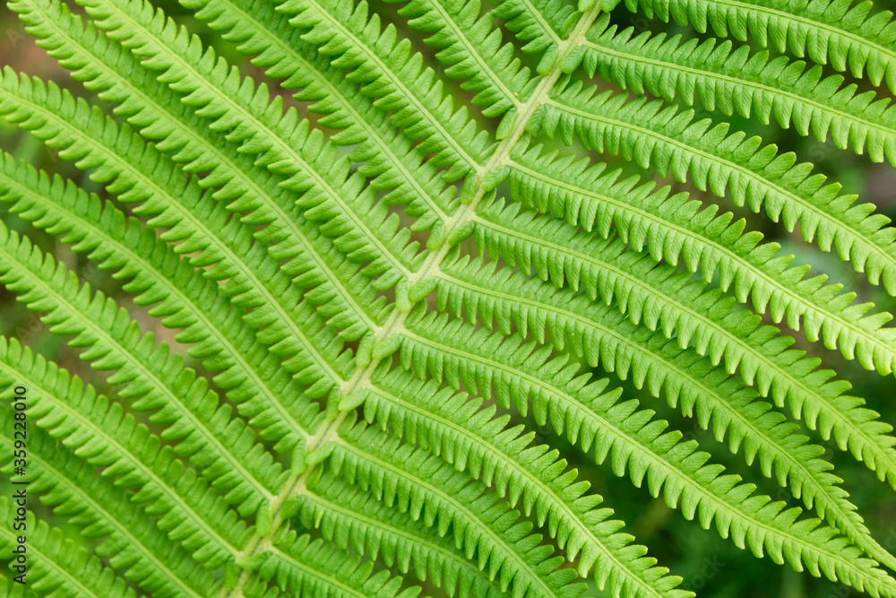 Fresh fern leaf beautiful texture close-up macro Fresh fern leaf beautiful texture close-up macro