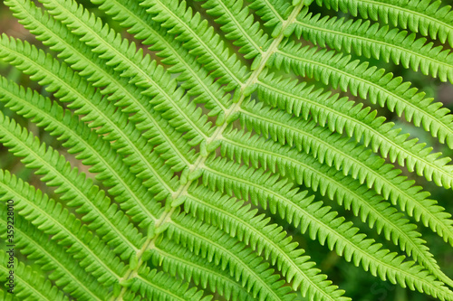 Fresh fern leaf beautiful texture close-up macro