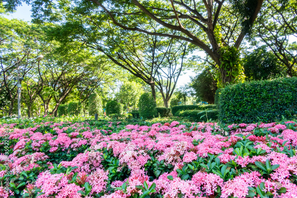 Pink needle flowers in the park