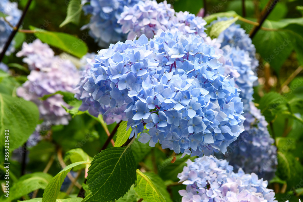 Blue Hydrangea Flowers on Bush in Spring