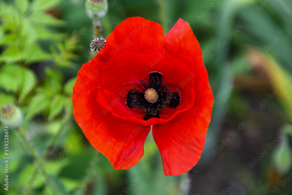 Red Poppy Flower closeup in a spring garden Red Poppy Flower closeup in a spring garden