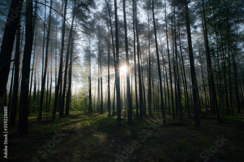 Mgliście w lesie jest fajnie, mokro, zimno, ale warto © McG